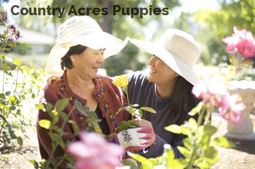 Country Acres Puppies