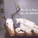 Beetle Doctor Skull Mounts