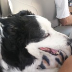 West End Veterinary Clinic